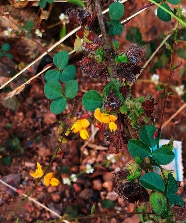 Plant of Rhynchosia minima-burn mouth-vine plant found in Mallaram, Nizamabad, Telangana