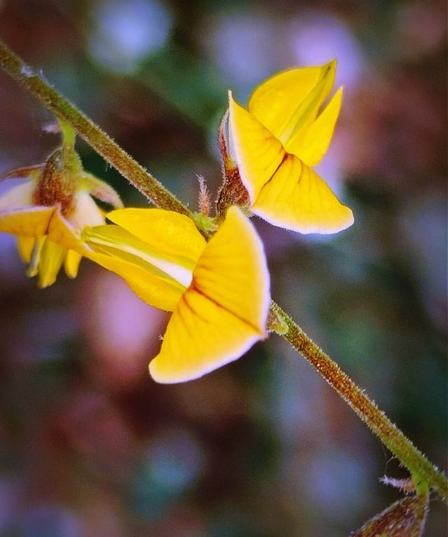 Flowers of Rhynchosia minima noticed at Mallaram of Nizamabad, Telangana