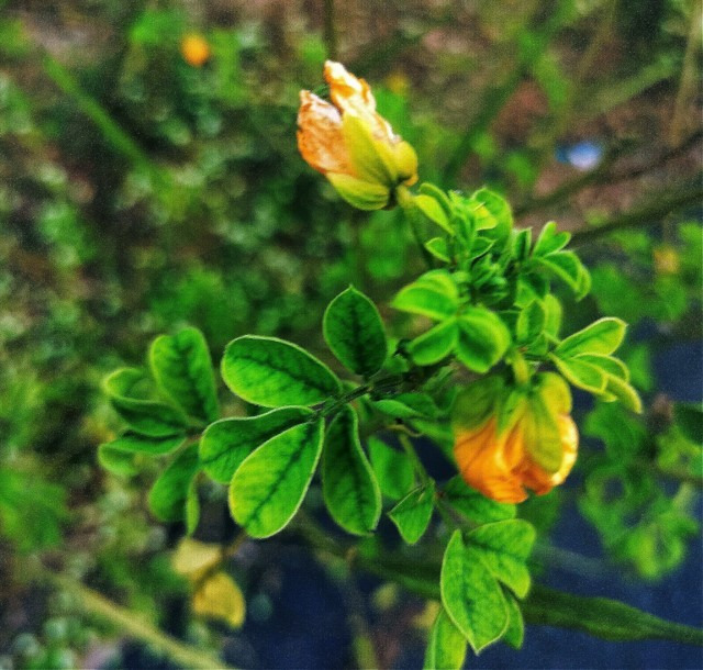 Senna obtusifolia- Sickle senna plant