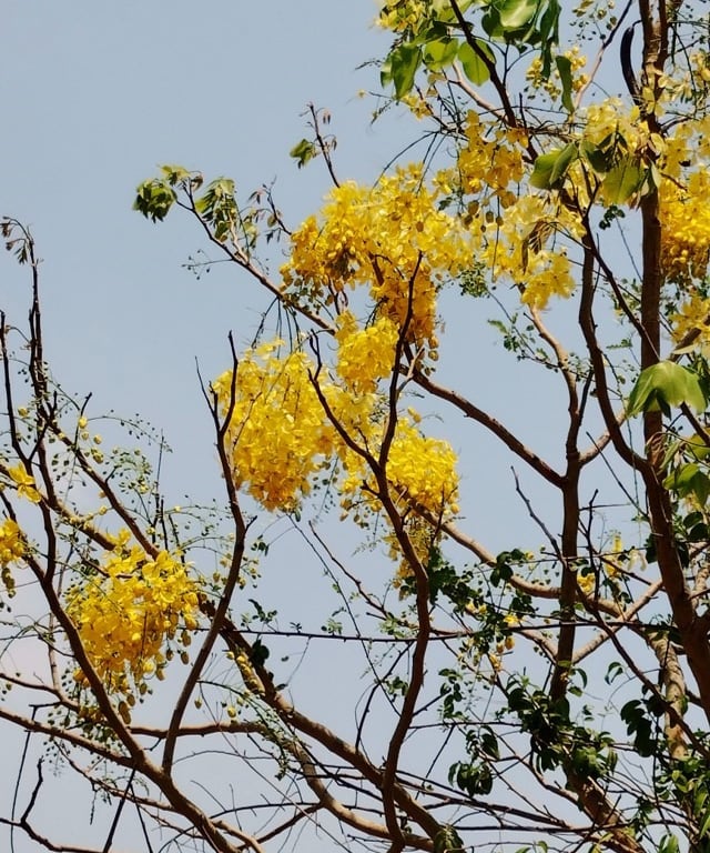 Golden shower tree with flowers noticed in Mallaram of Nizamabad, Telangana
