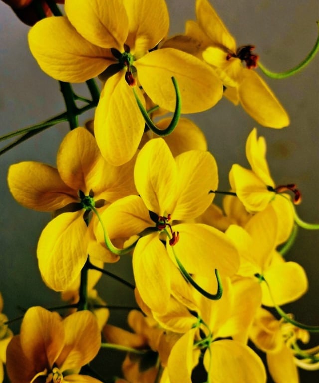 Flower bunch of Cassia fistula
