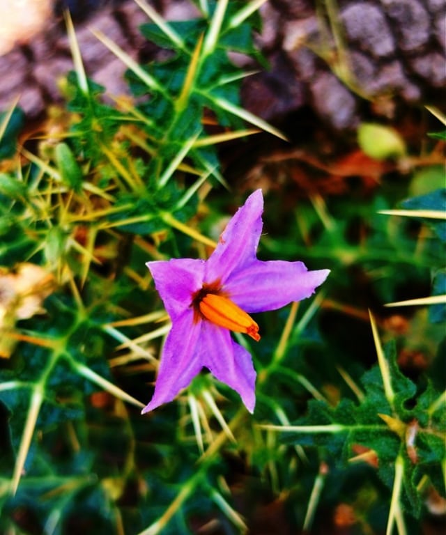 Plant of Solanum virginianum: Indian night shade plant