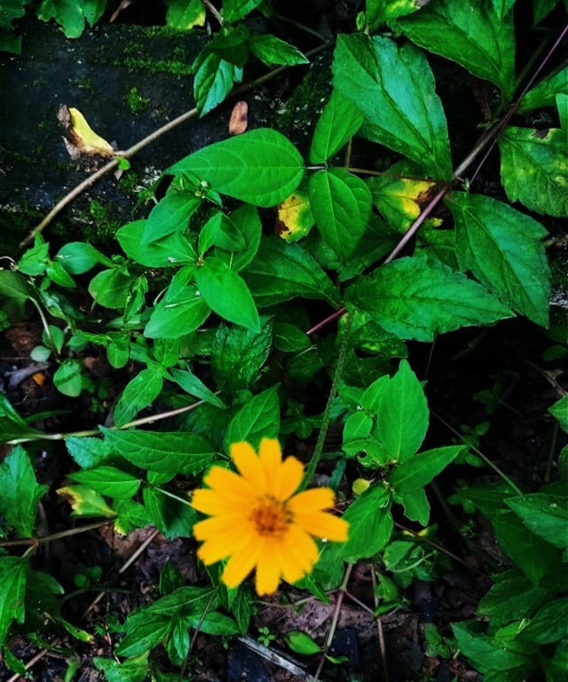 Plant of Singapore daisy noticed in surrounding of Kelarkalabettu, Udupi, Karnataka