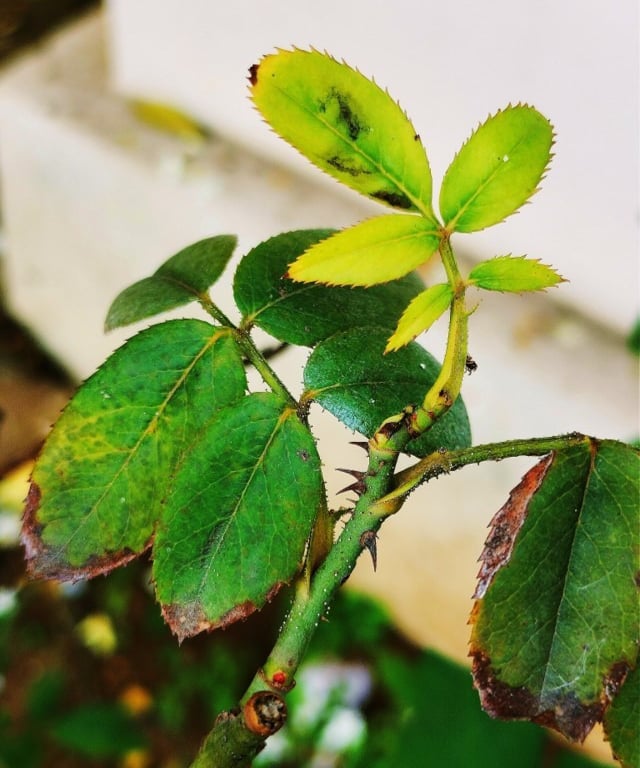 Black spot disease of rose