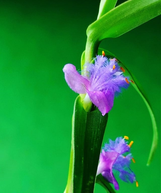 Cyanotis arachnoidea: Grass of Dew