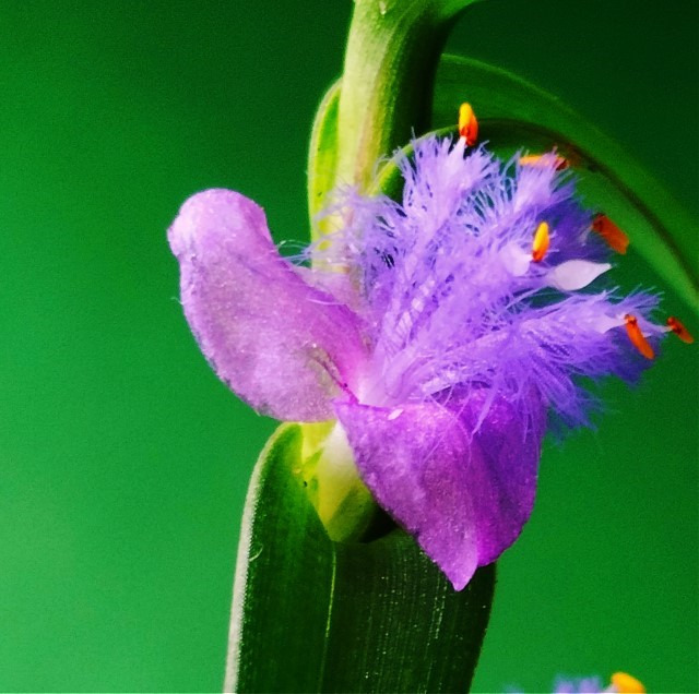 Flower of Dew Grass, Cyanotis arachnoidea