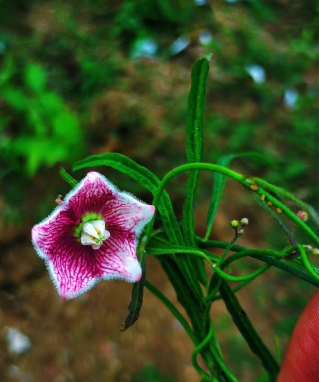 Plant of Oxystelma esculentum: Rosy milkweed vine