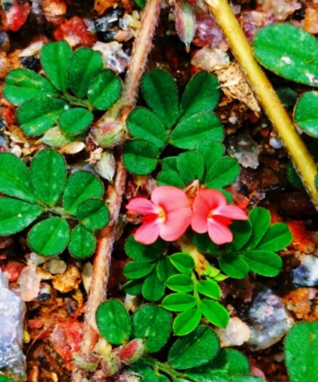 Plants of Indigofera linnae- birdville indigo plant