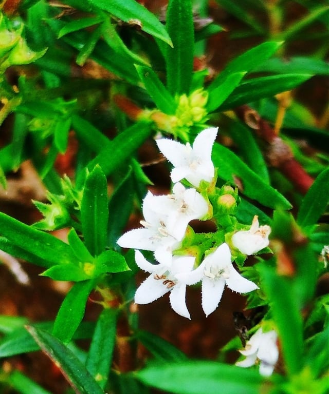 Oldenladia umbellata: Chay root plat