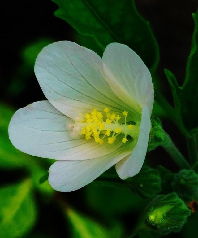 Flower of Hibiscus lobatus- Lobed leaf Mallow