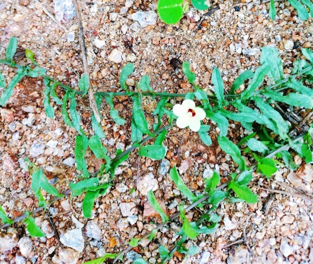 Plant of Mirremia Tridenta