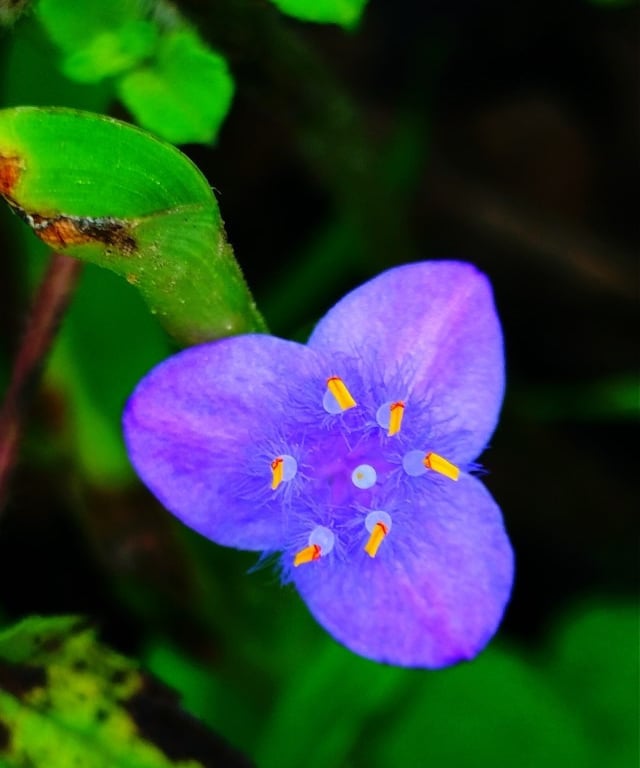 Flower of spiderwort