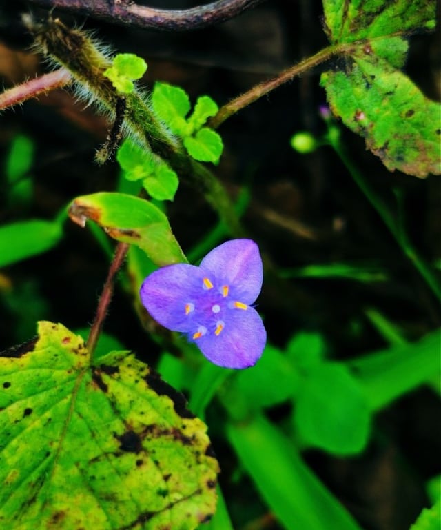 Plant of spiderwort