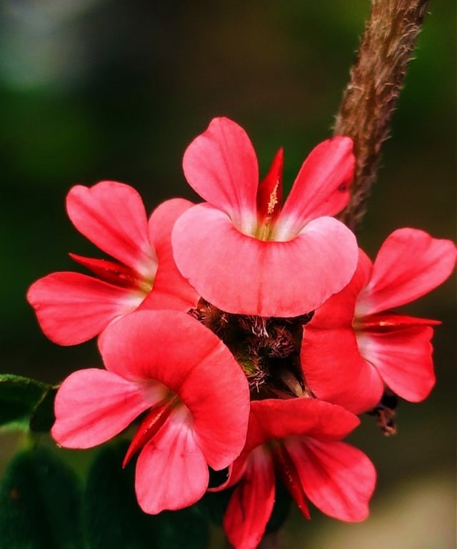 Indigofera linnaei- Birdville indigo flowers