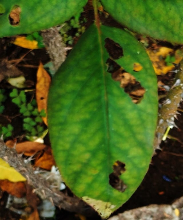 Insect fed rose leaves