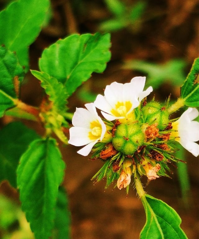 Melochia corchorifolia- Chocolate weed plant