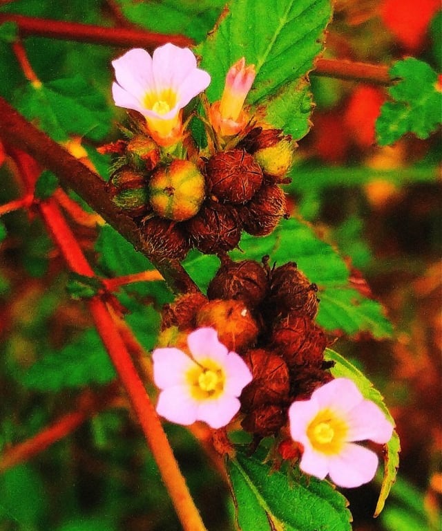 Plant of Melochia corchorifolia- Chocolate weed plant