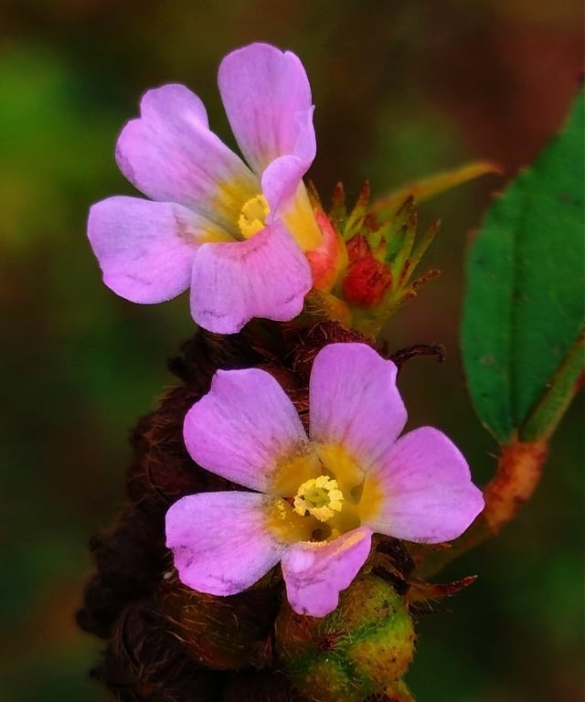 Flowers of Melochia orchorifolia-Chocolate weed plant