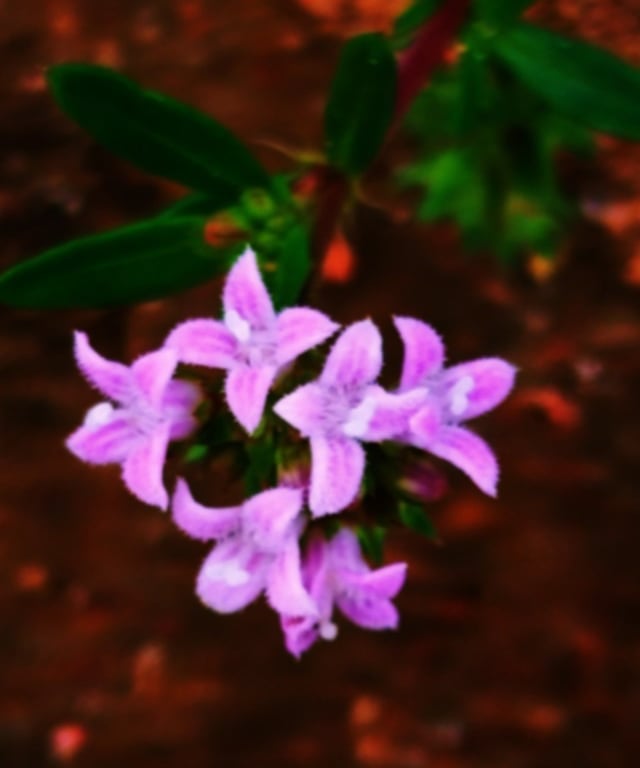 Flower bunch of Kohautia aspera