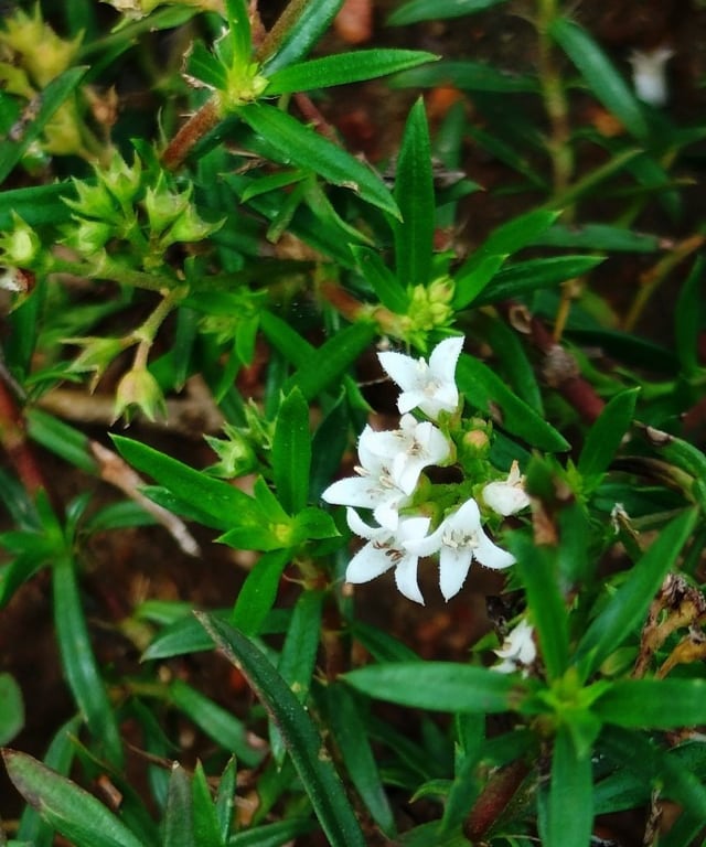 Plant of Oldenlandia umbellata