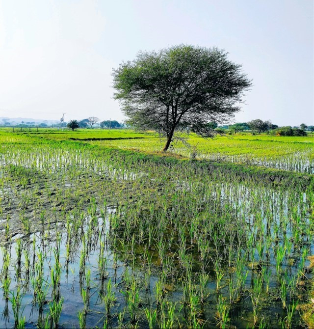 Paddy field at Khanapur, Nizamabad, Telangana