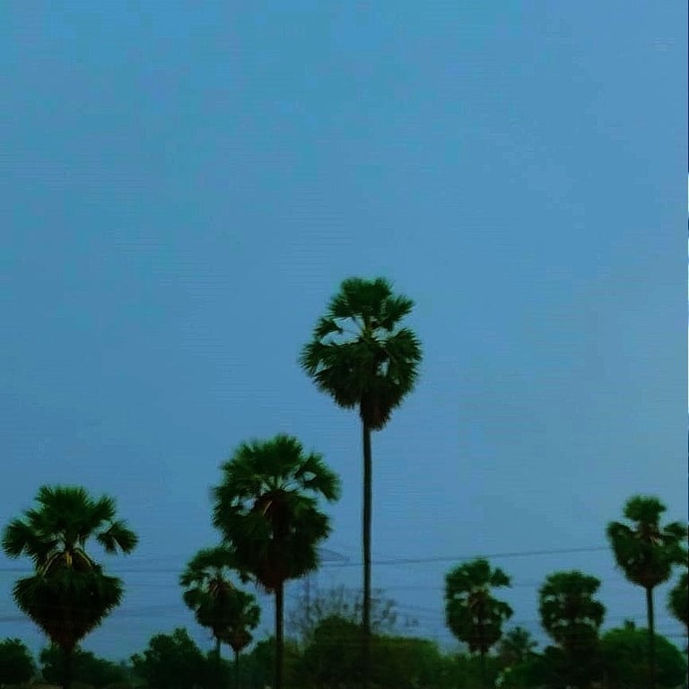 Palms trees on farm bunds, a common scene in  Telangana State 