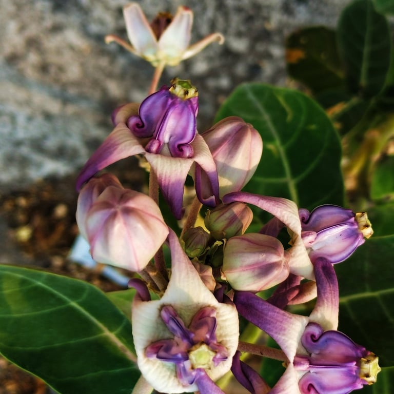 Flower cluster of Calatropis gigantea noticed at Mallaram Village of Nizamabad Disatrict, telangana