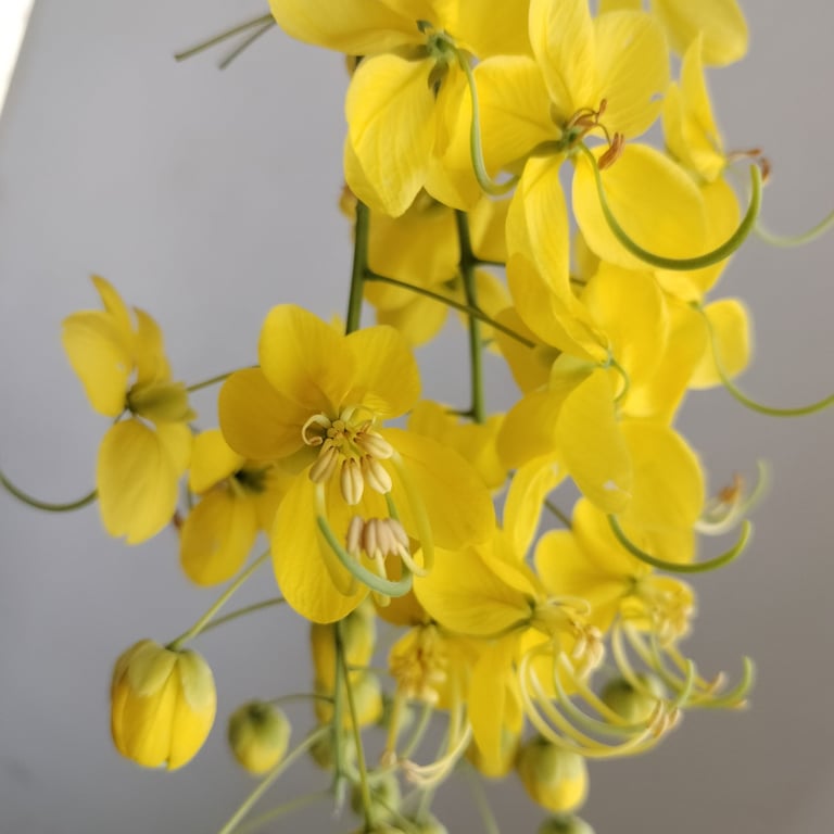 Flowers of Cassia fistula noticed in Mallaram, Nizamabad District,Telangana