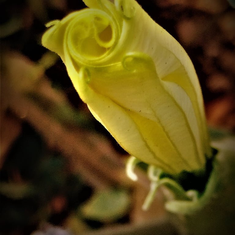 Flower bud of Datura