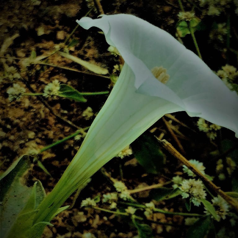 side views of Datura flower