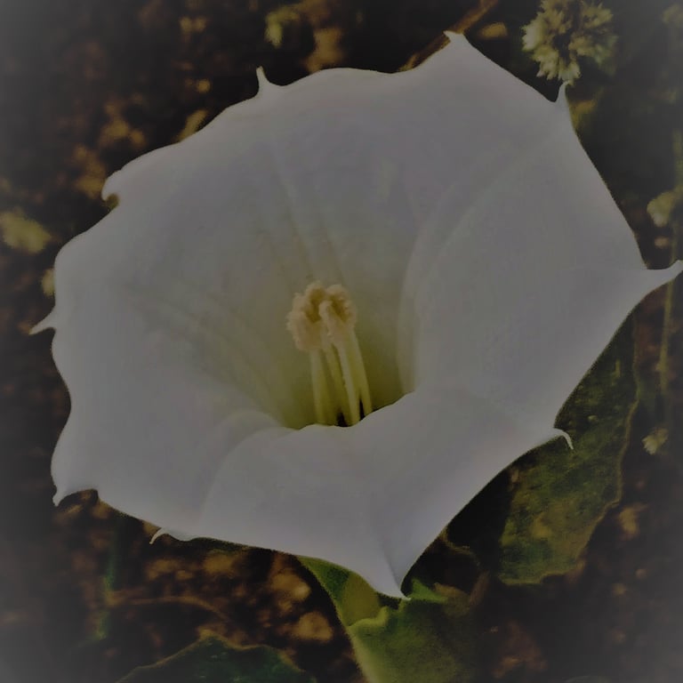 Flower of Datur noticed in Mallaram of Nizamabad, Telangana