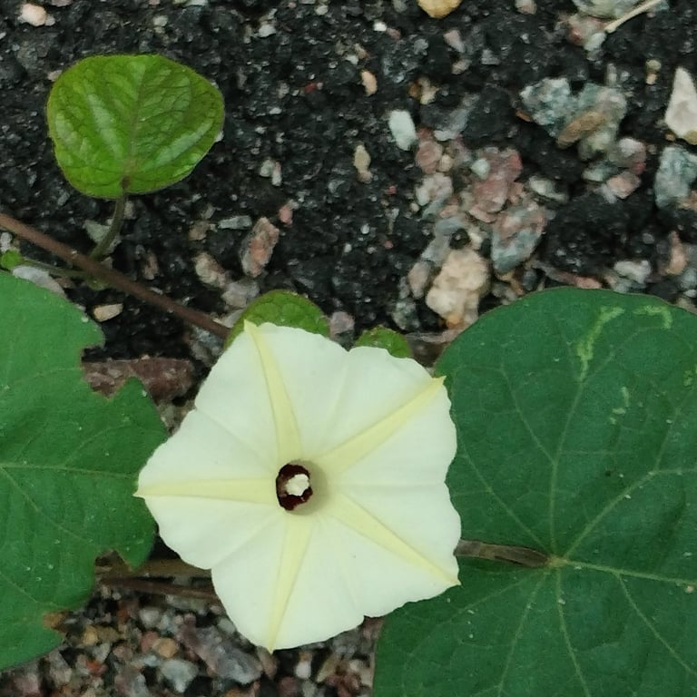 Ipomoea obscura flower captured at Mallram of Telangana