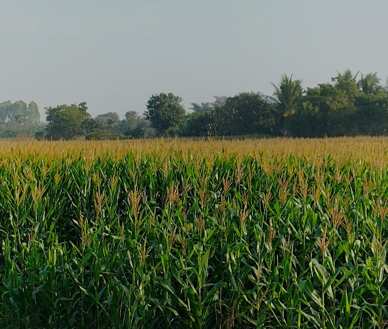 Jowar field at Gorrekunta, Warangal, Telangana