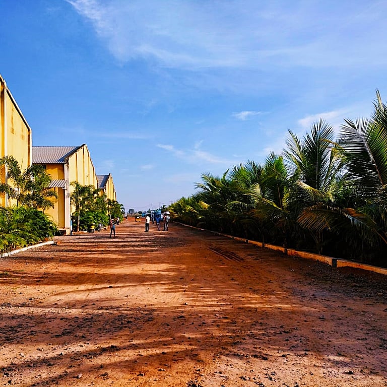 Line of  coconut plants at Gorregunta, Warangal, Telangana
