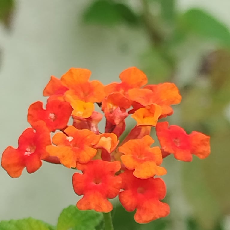 Flower of Lantana camara noticed in Mallaram of Nizamabad, Telangana