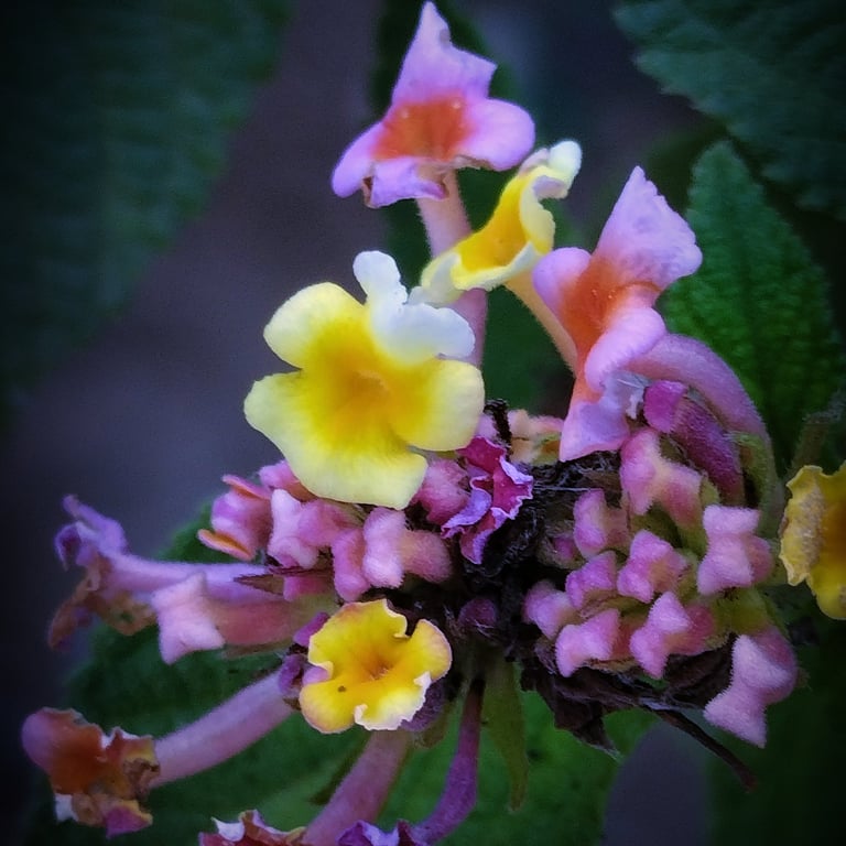 cosure looks of Lantana Camara Flowers
