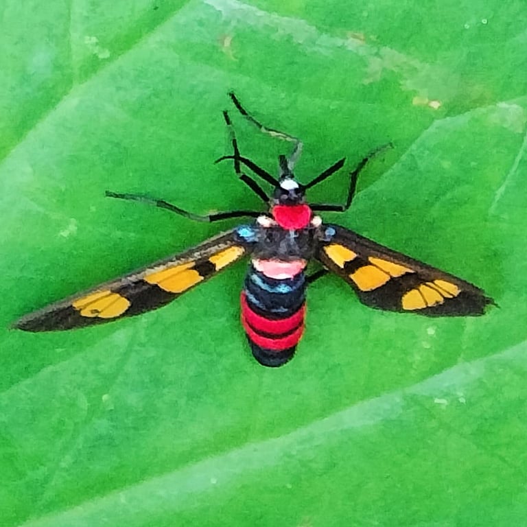 Painted moth or Wasp Moth (Euchromia polymera) noticed at residential area Udupi