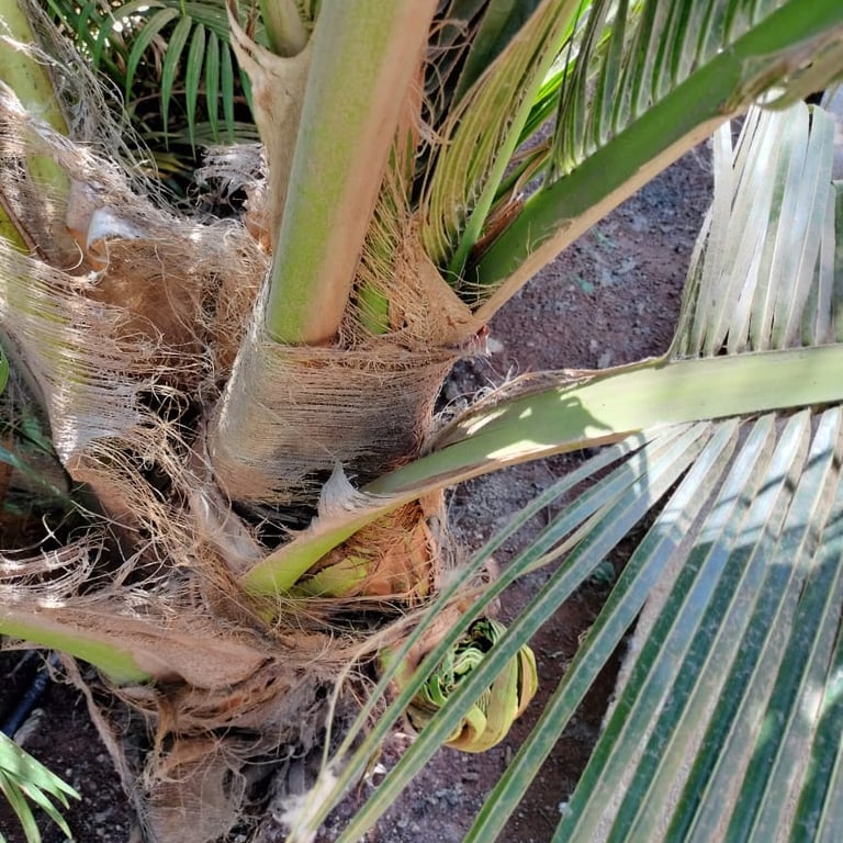 young coconut plant affected by Rhinoceros Beetles