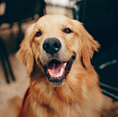 nous accueillons vos amis les animaux au restaurant l'incontournable vendéen