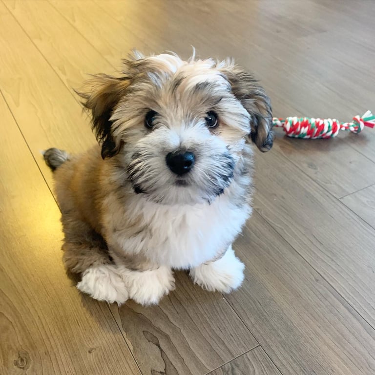 The Havanese Puppy