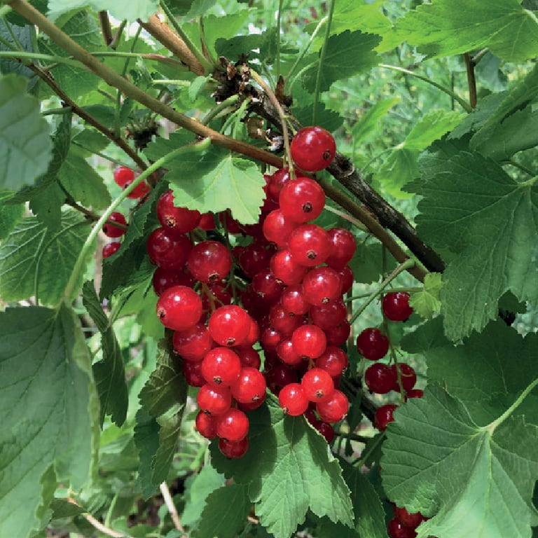 Rode bessen in struik
