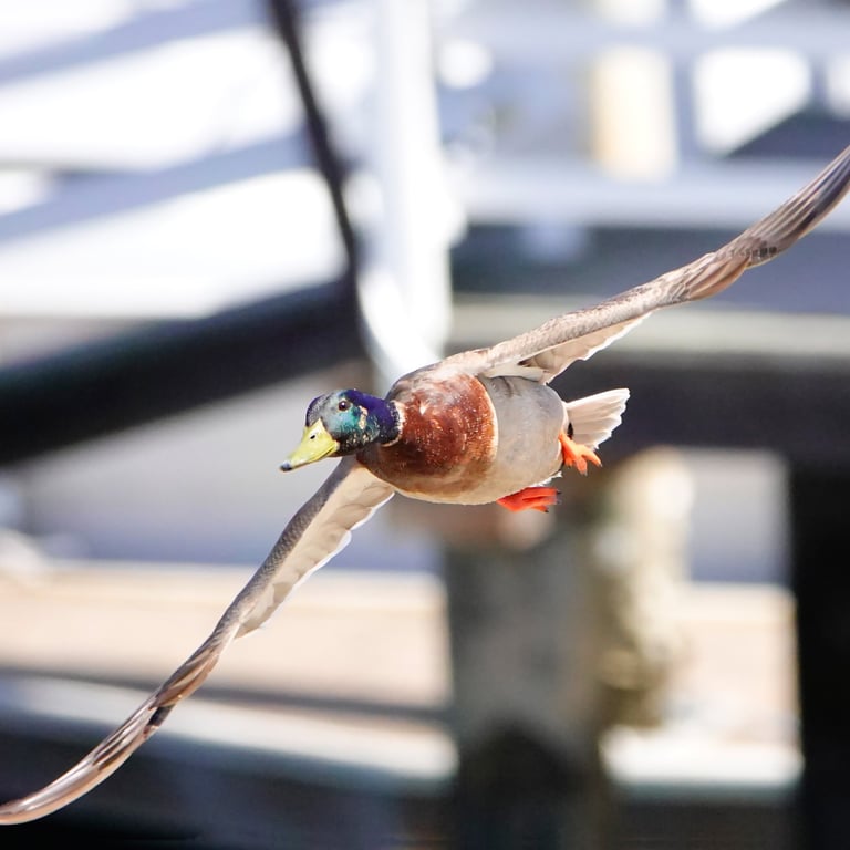 Male mallard in flight between dock pilings, iridescent green head catching the light.