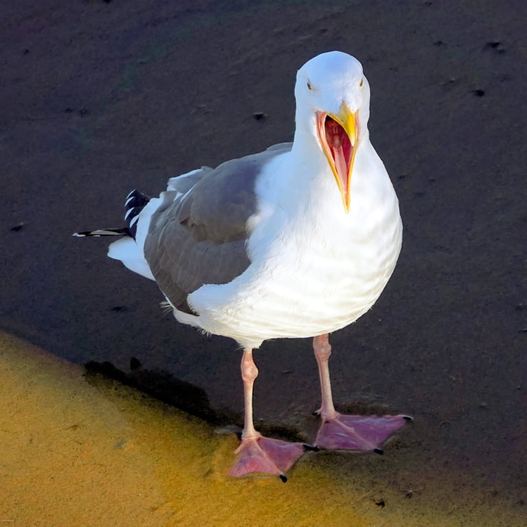 Western gull on a beach with its beak open, mid-call.