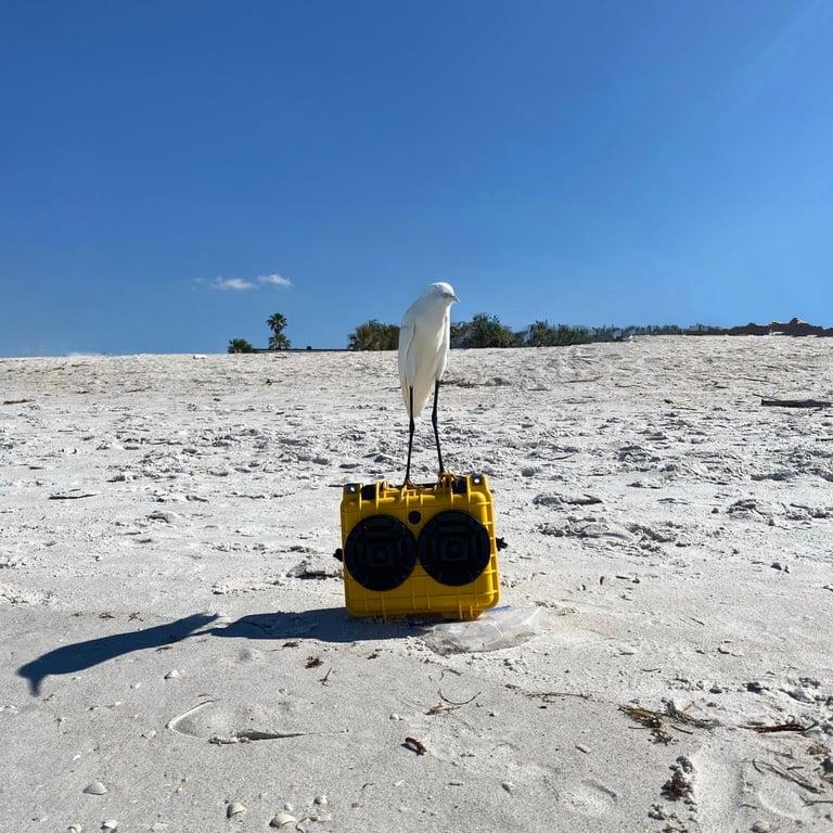 awesome chillantix boombox with a sea bird on top jammin to the tunes