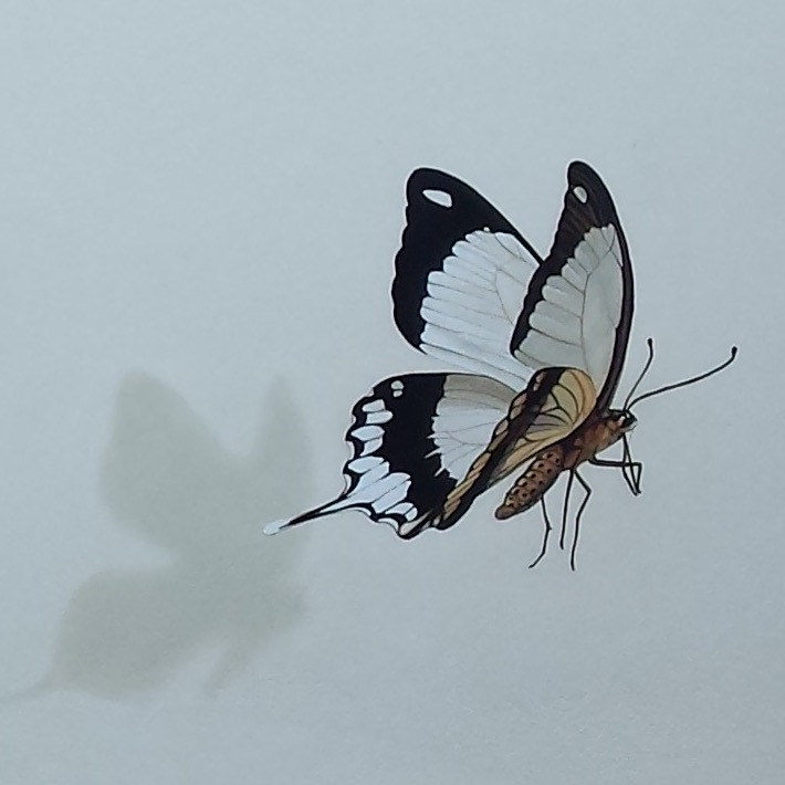 Détail d'une fresque peinte: un beau papillon noir et blanc vole. à Lons-le-Saunier (Jura, 39).