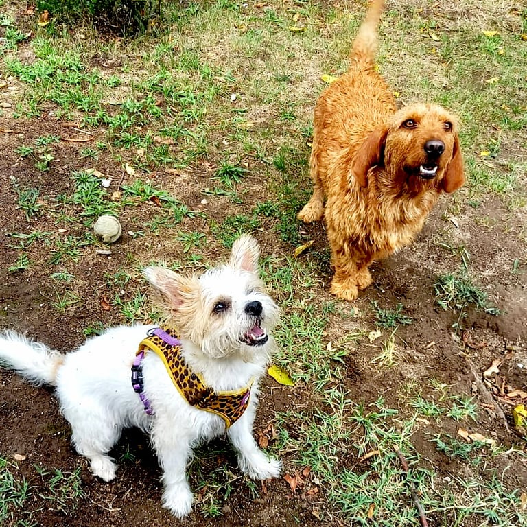 Deux chiens jouant ensemble dans un parc