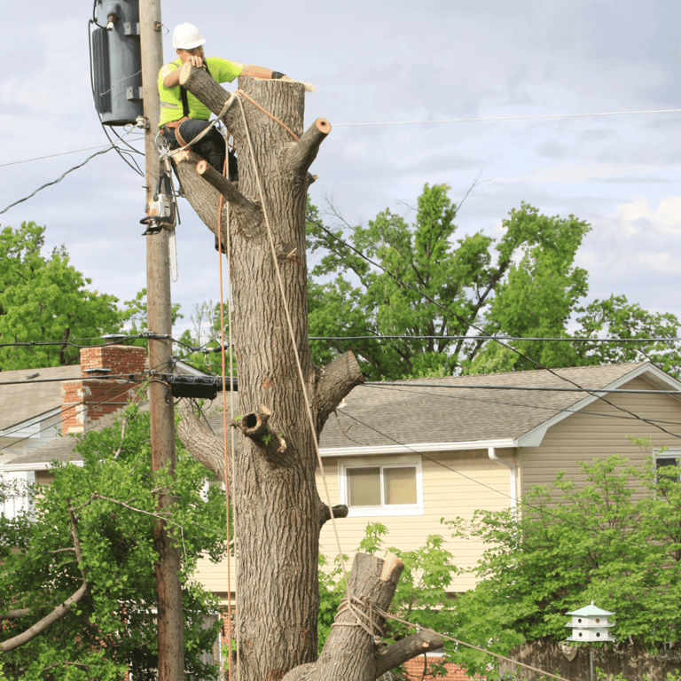 Large Tree Removal