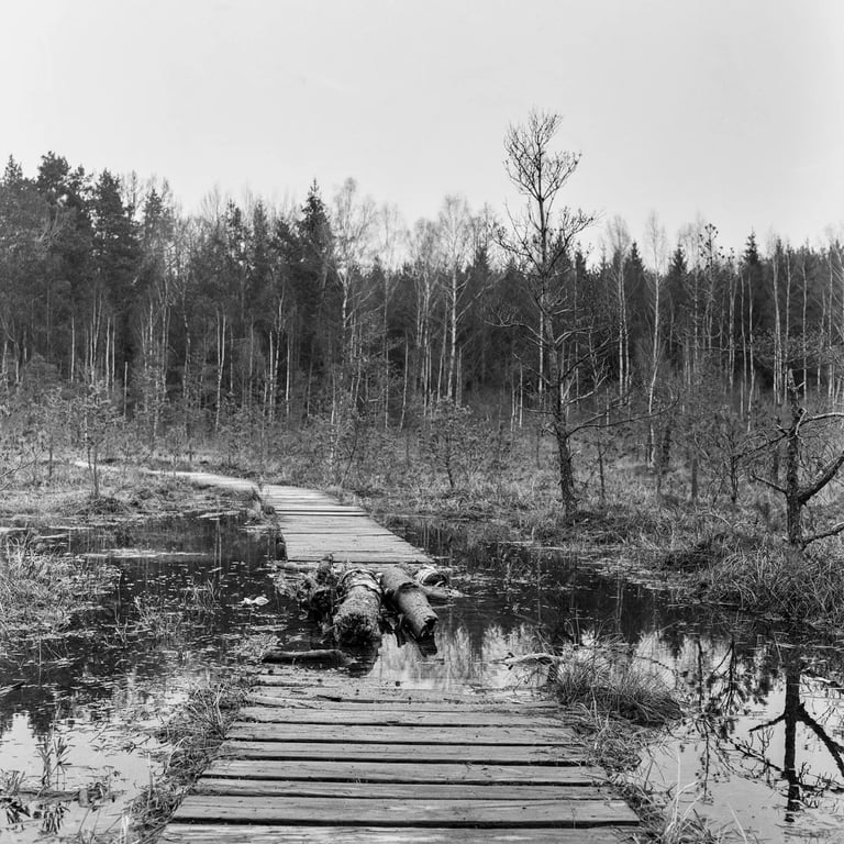 Black and white photo of bridge in swamp
