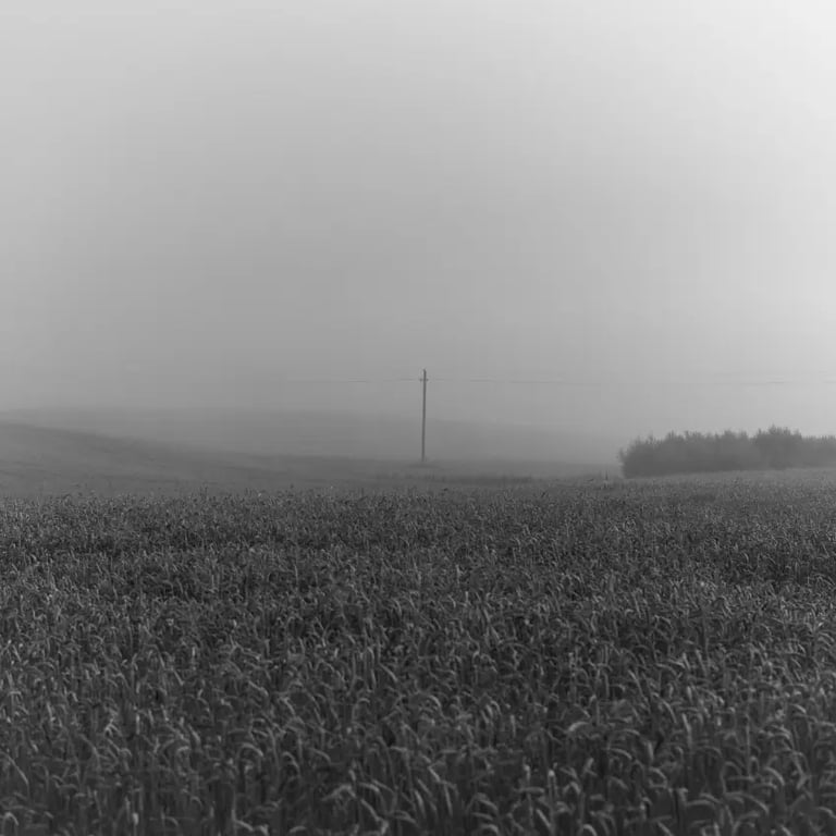 A misty field captured in a black and white photograph