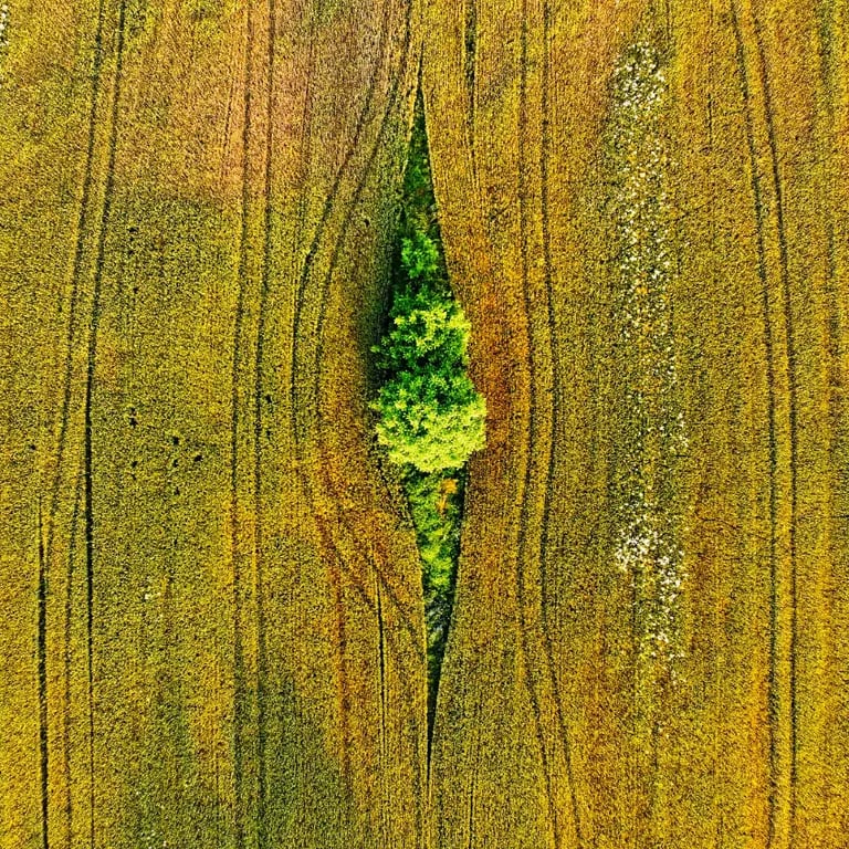 Aerial view of a tree in a field captured by a drone